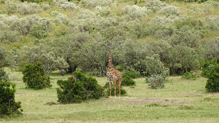 Wall Mural - Giraffe in the Wild, Africa, Kenya