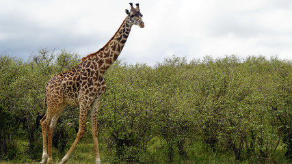 Wall Mural - Giraffe Walking Against Green Trees