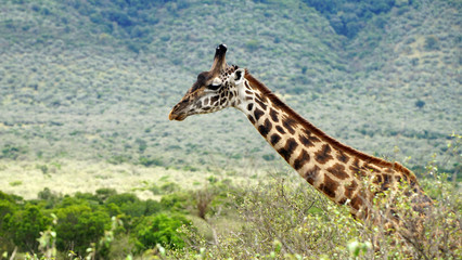 Wall Mural - Giraffe Walk Through the Savanna Between the Plants