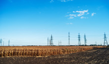 A Electric Poles With High-voltage Wires In The Middle Of A Field With Dry Corn Plants. Plowed Field In The Foreground.