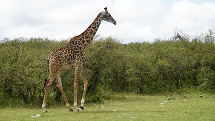 Wall Mural - Beautiful Wild Giraffe Walking in the National Park