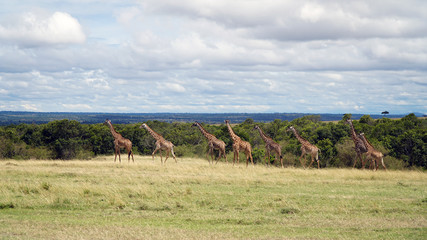 Wall Mural - Group of Giraffes Walking in Savannah, Kenya