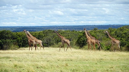Wall Mural - Wild Giraffes in National Park of Kenya, Africa