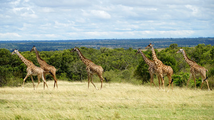 wild giraffes in national park of kenya, africa