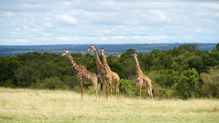 Wall Mural - Free Giraffes in National Park of Kenya, Africa