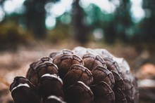 Close-Up Of Pine Cone On Field