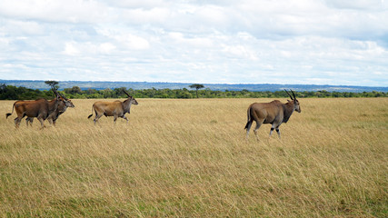 Wall Mural - Common Eland (Taurotragus Oryx), Africa