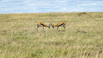 Wall Mural - Two Impalas Fighting in Wildlife