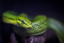 Green Snake On A Branch. Close Up.