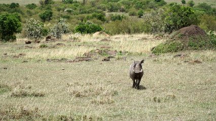 Wall Mural - Warthog (Phacochoerus Africanus) from Pig Family in Wildlife