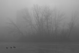 Fototapeta Na ścianę - Trees and fog