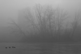 Fototapeta Na ścianę - Trees and fog