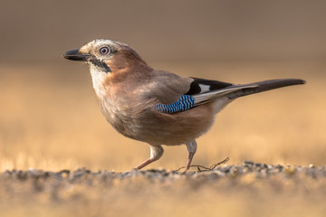 Poster - Eurasian Jay looking for food