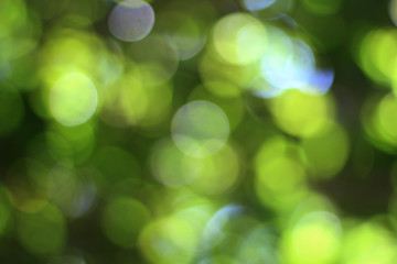 Sticker - beautiful natural green bokeh background