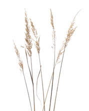 Dry Common Bulrush Reeds Isolated On White Background, Clipping Path