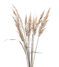 Dry Common Bulrush Reeds Isolated On White Background, Clipping Path