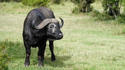 Wall Mural - African Buffalo Or Cape Buffalo (Syncerus Caffer)