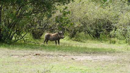 Wall Mural - Warthog (Phacochoerus Africanus) from Pig Family in Kenya, Africa
