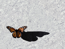Butterfly On Concrete