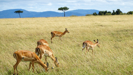 Wall Mural - Antelopes Eating Grass in Wildlife