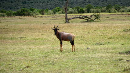 Wall Mural - Topi Antelope or Damaliscus Korrigum in Africa, Kenya