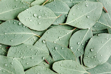 Background/Texture Made Of Green Eucalyptus Leaves With Raindrop, Dew. Flat Lay, Top View