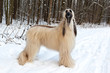 Dog breed  Afghan Hound standing in a snowy forest