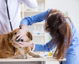 Fototapeta Zwierzęta - Doctor and assistant checking up golden retriever dog in vet cli