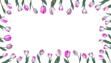 Spring Flower Background – Frame Made Of Pink White Tulips Isolated On White Texture, Top View With Space For Text
