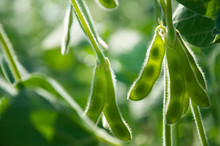 Young Green Pods Of Varietal Soybeans On A Plant Stem In A Soybean Field During The Active Growth Of Crops. Selective Focus.