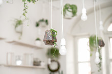 Mini Florarium With Green Plants Hanging On A Wire With White Lights In A Bright Interior. The Living Garden. Phytodesign.