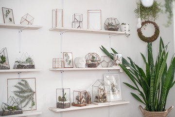 Mini florariums with succulents and glass cloches with dried flowers on the shelves in the interior. The living garden. Phytodesign.