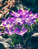 Fototapeta Kwiaty - purple crocus flowers in spring time