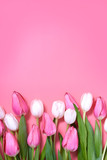 Fototapeta Tulipany - Pink tulip flowers border isolated on pink background. Flat lay. Top view.