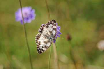 Beautiful marbled white, Melanargia galathea butterfly