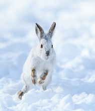 White Snowshoe Hare Running On Snow In Winter
