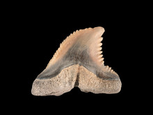 Fossil Snaggletooth Shark Tooth, Hemipristis Serra CEC 2020