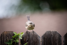 A Stern Looking Mockingbird Staring Face Forward On A Fence With Room For Copy.