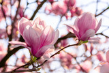 magnolia tree blossom in springtime. tender pink flowers bathing in sunlight. warm april weather