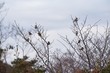 © tamu - Sparrows act in groups and feed on seeds and insects such as grasses.