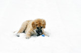 Fototapeta Psy - mały pies szczeniak 