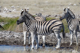 Fototapeta Sawanna - Zebras at a waterhole on the savanna