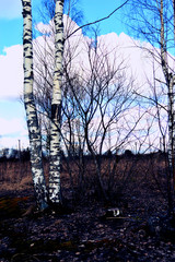 Wall Mural - trees in winter