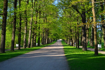 Wall Mural - alley in the park