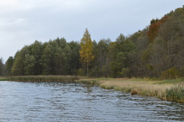 Wall Mural - landscape with lake and trees