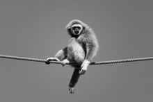 Low Angle View Of Monkey Sitting On Rope Against Clear Sky
