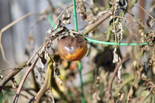 Tomato On A Plant With Frostbite