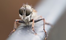 Close-Up Of Fly On Railing