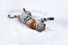 Tiger Lying On Snow Covered Field