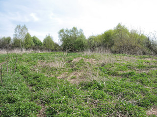 Summer field of grass against the background of the forest and blue sky in Russia